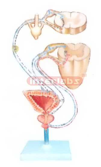 SCHEME TO SHOW INNERVATION MODEL OFTHE URINARY BLADDER